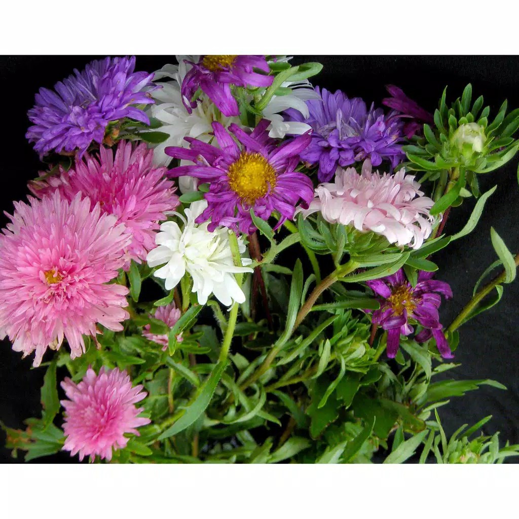 [Best Selling] 4 Seeds - Aster Crego Mixed Haira Seed Biji Benih Bibit - SR0093