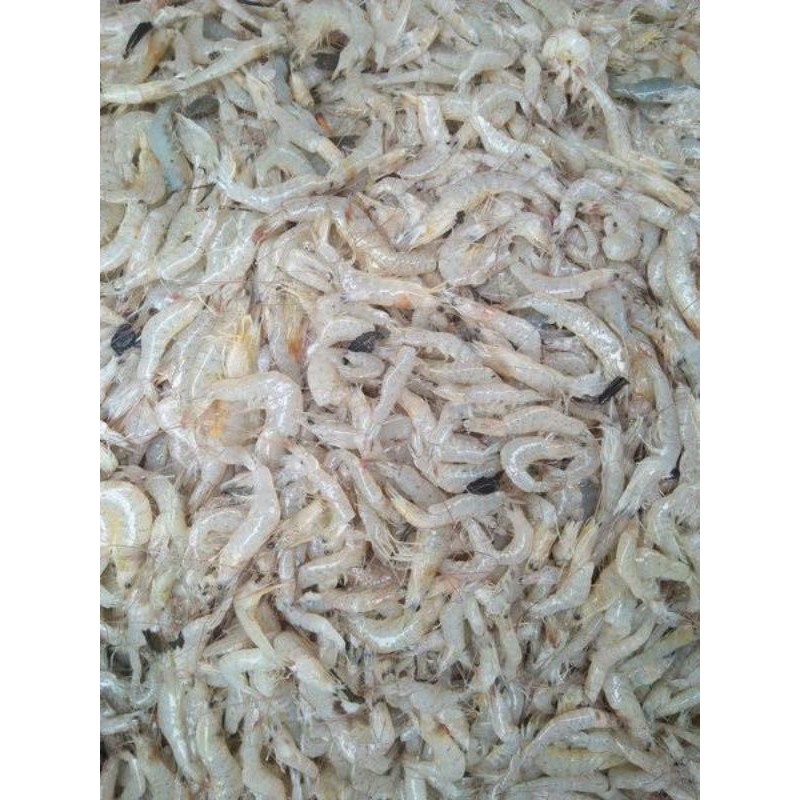 Udang Ukuran Kecil Utuh / Berat 250 gram