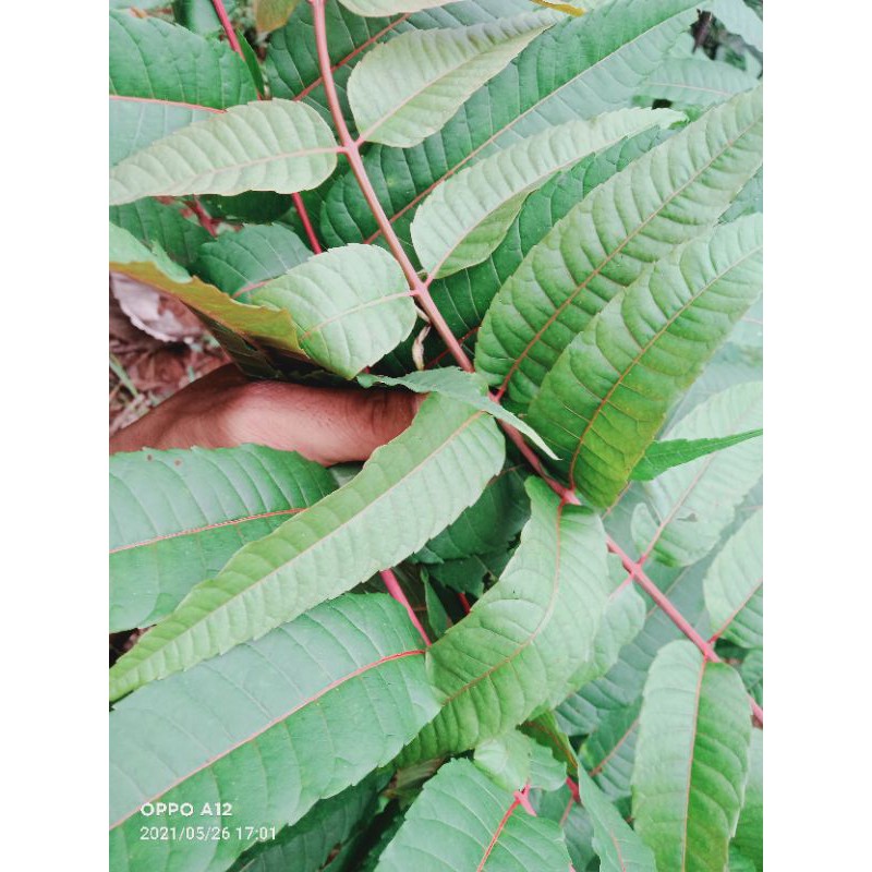 

daun suren segar 500 gram