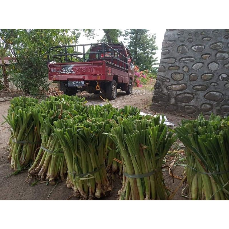 Rumput Odot
