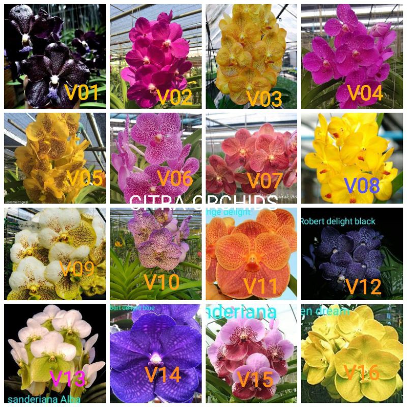 Anggrek pra remaja vanda hybrid thailand bunga jumbo murah bisa COD