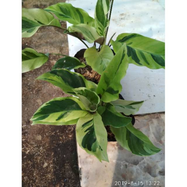 Tanaman hias pohon calathea louisae thai beauty kalatea tisue golden meranti