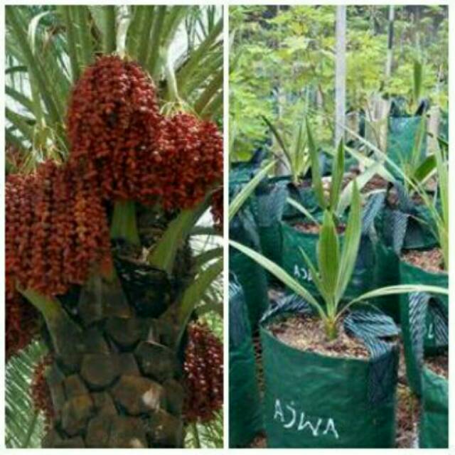 Tanaman Bibit Buah Kurma Ajwa