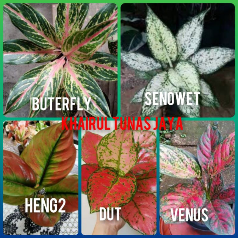 5 jenis bunga aglonema ber beda jenis