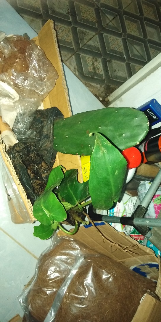 Benih /bibitan Tanaman Hias Philodendron Dragon