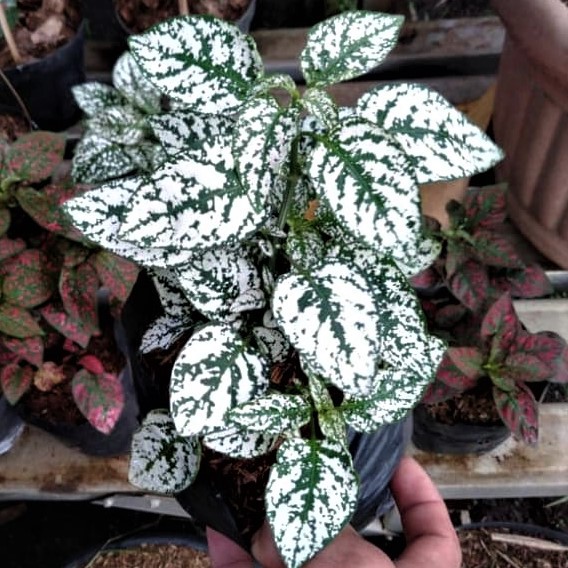 Hipotes-Hypoestes-Daun-polkadot bibit tanaman hias daun