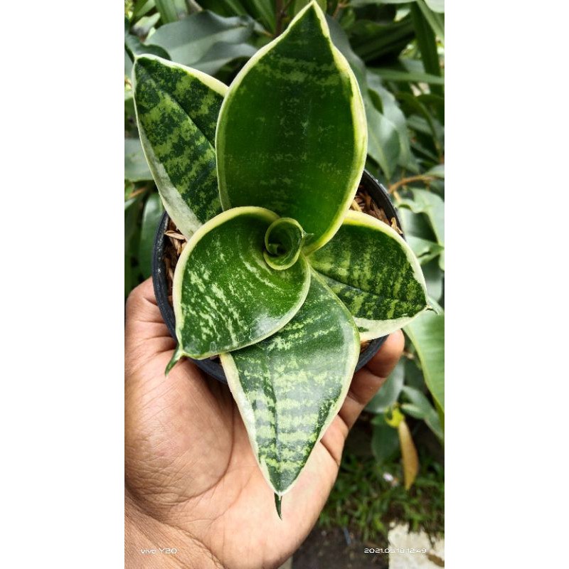 tanaman hias sensipera pagoda