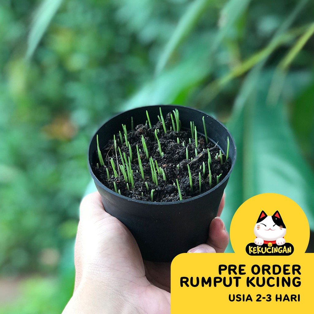 READY STOCK Rumput Kucing Wheatgrass Obat Hairball Kucing Anjing Kekucingan SIAP MAKAN