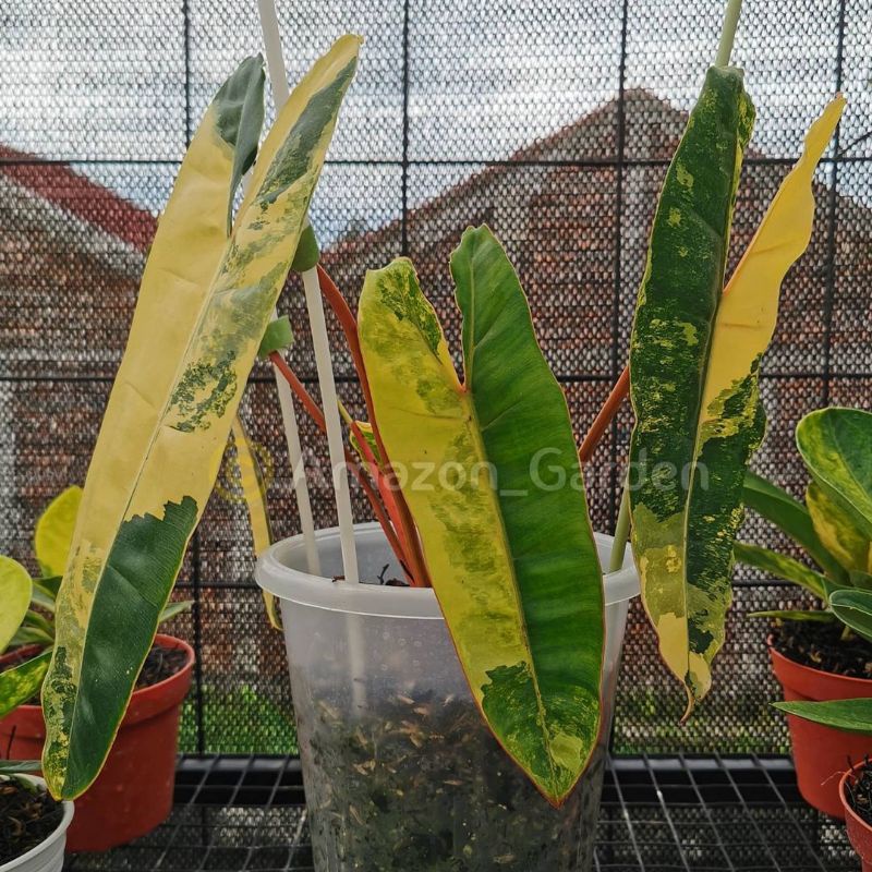 Bonggol Philodendron Billiataie Kabel Busi Varigata