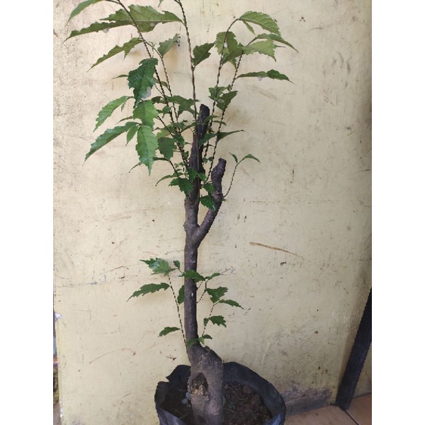 bahan bonsai Amplas hitam sudah tunas-1