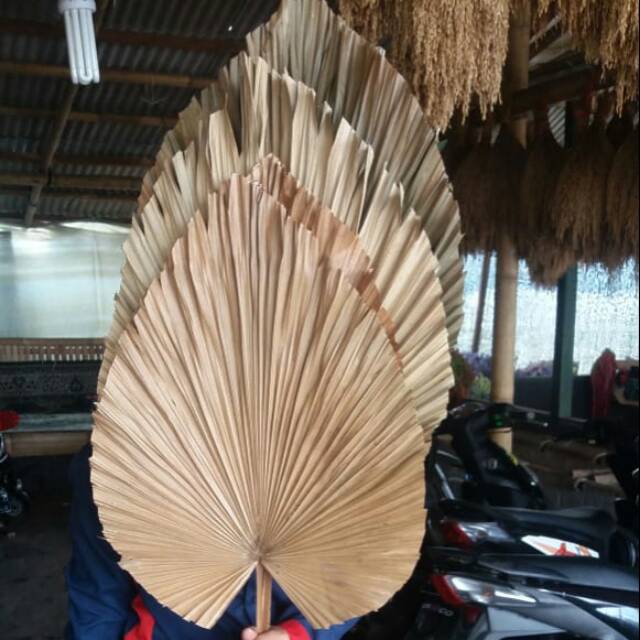 Daun palem kering size besar Daun palm kering dried Daun palem kering size besar Daun palm kering dried
