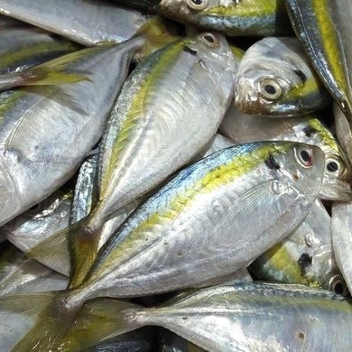

ikan kembung bui bui como kecil pasar online makassar