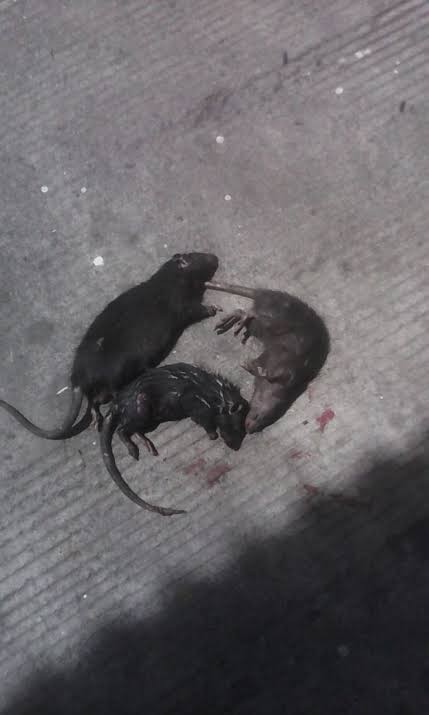 Racun Tikus Ramtus Asli Alami Mati Kering Tidak Bau Pembasmi Pengusir Tikus Super Paling Ampuh 5pack