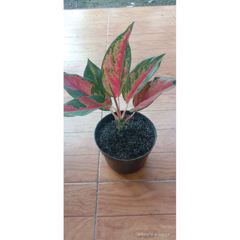 Tanaman kembang bunga hias aglonema satu paket