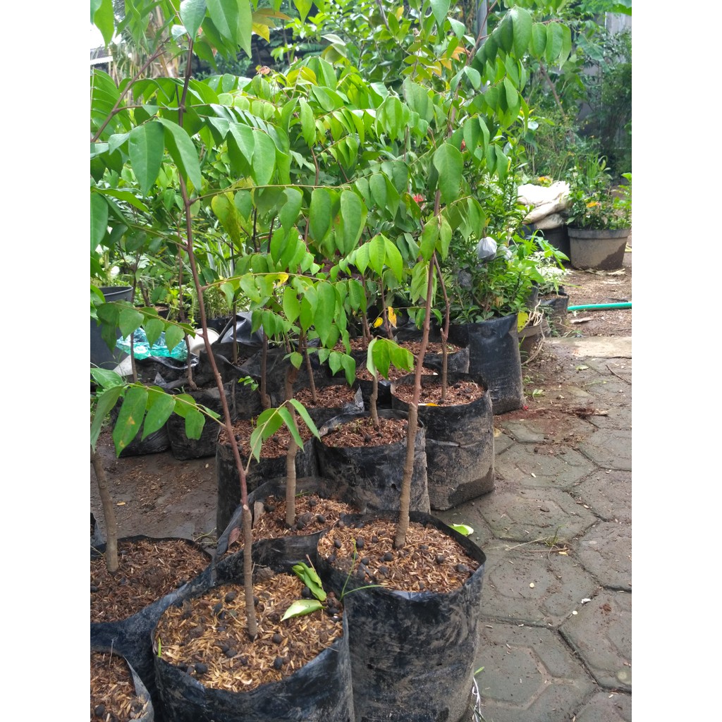 bibit  pohon blimbing madu bangkok cepat