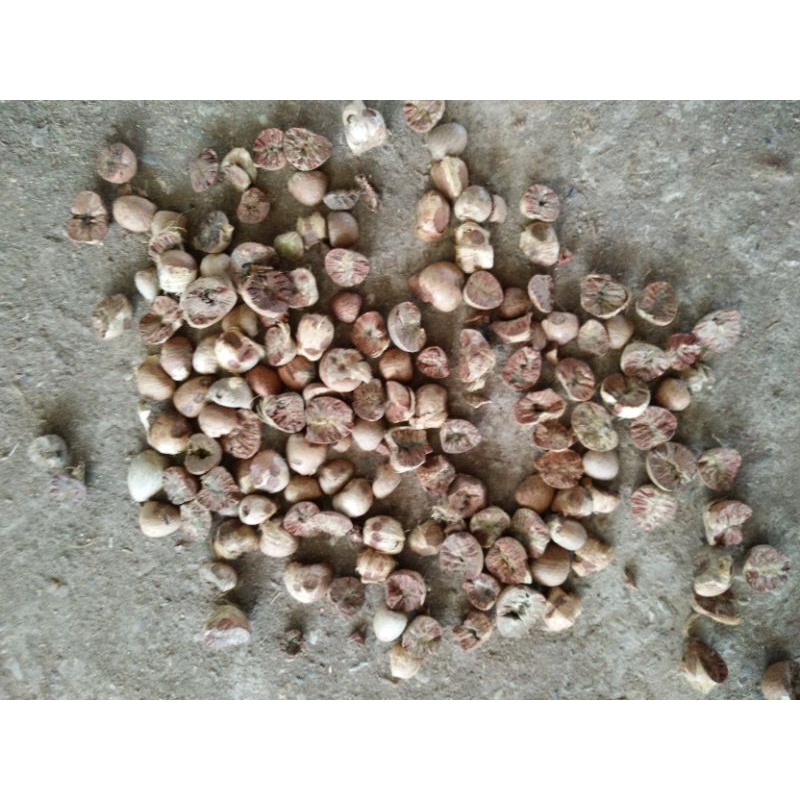 

Pinang atau Betel nut / supari 1 kg kualitas ekspor