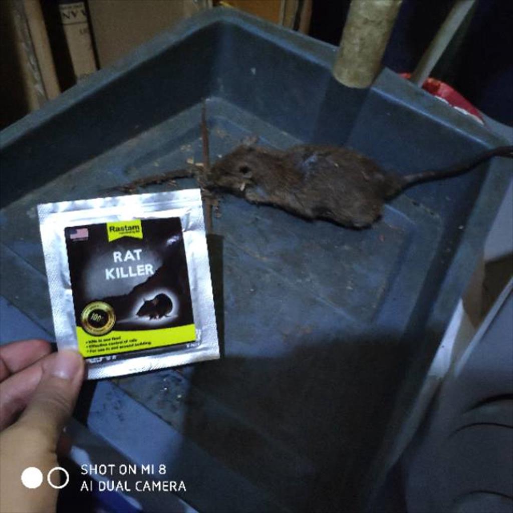 OBAT racun Tikus Rastam ampuh  basmi BERGARANSI mati cepat dan kering