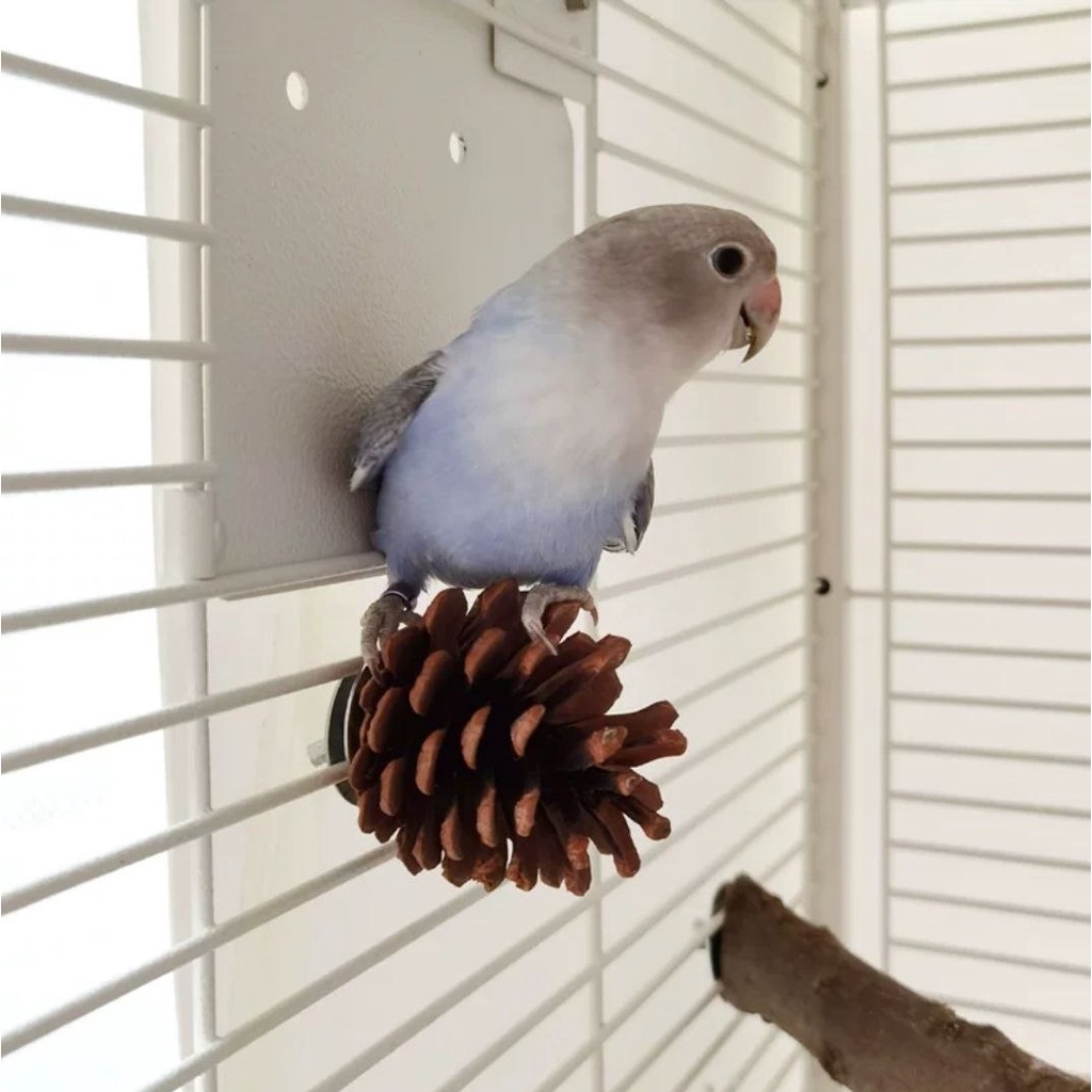 GIGITAN KAYU PINUS COKOTAN MAINAN BURUNG LOVEBIRD PARROT PARUH BENGKOK NURI FALK KAKA TUA KAKATUA FEZONE