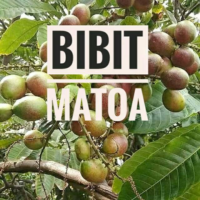 MATOA HASIL OKULASI || BIBIT MATOA LANGKA