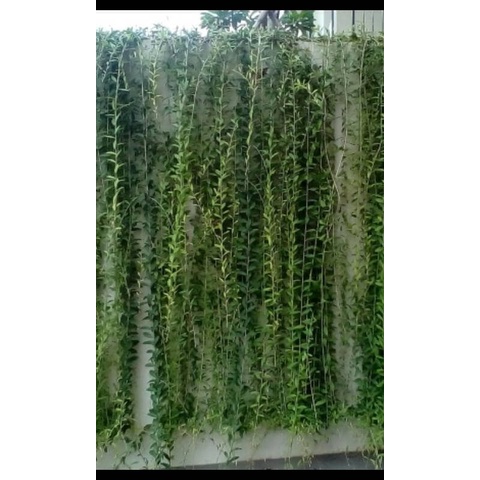 pohon li kuan yu | lie kwan yu