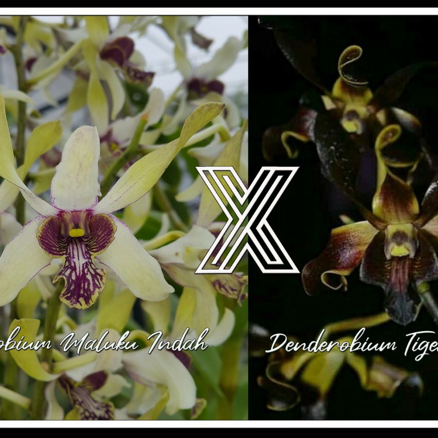 Remaja Anggrek Dendrobium Maluku Indah x Tiger Twist