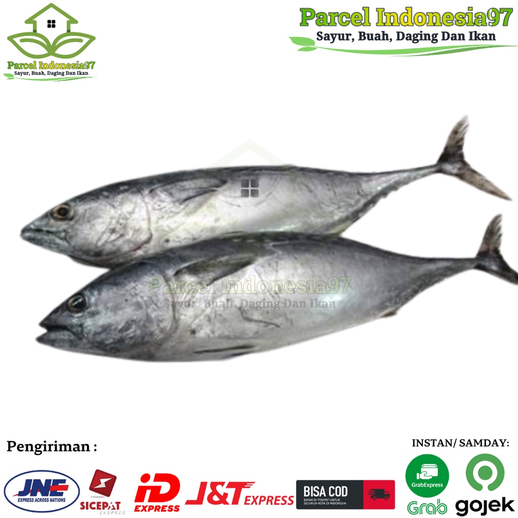 

ikan Tongkol Cakalang STANDAR LOKAL Segar pasar murah