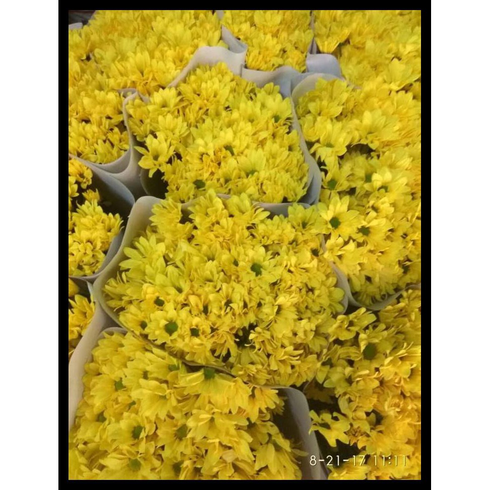 Jual Bunga Potong Aster Kuning / Supplier Bunga Potong