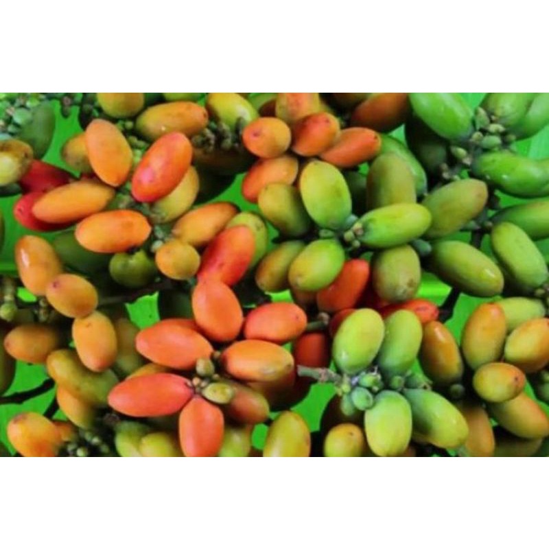 

melinjo segar/tangkil segar 1kg /tankil sayur