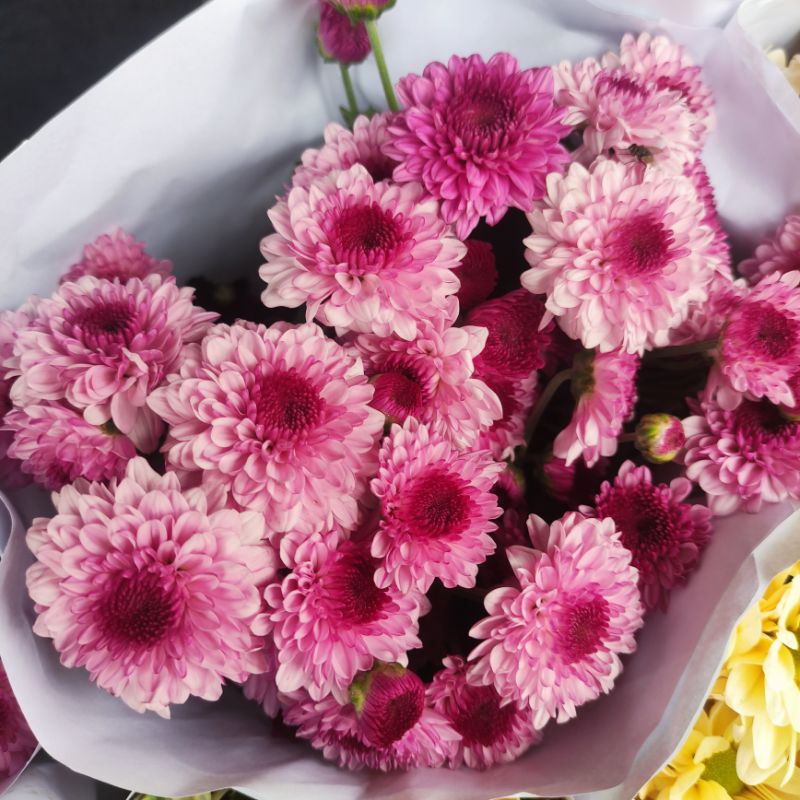 Bunga Aster Puma Ungu