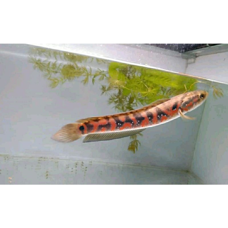 Channa Asiatica UK 10-12cm