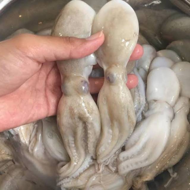 

GURITA Octopus size sedang