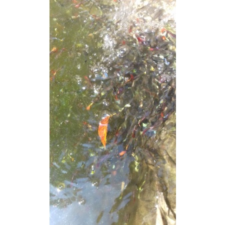 Ikan Guppy Cendolan Murah per 10 ekor