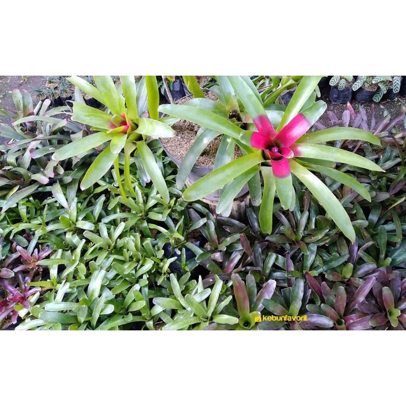 bromelia hijau / bromelia merah / bromelia murah