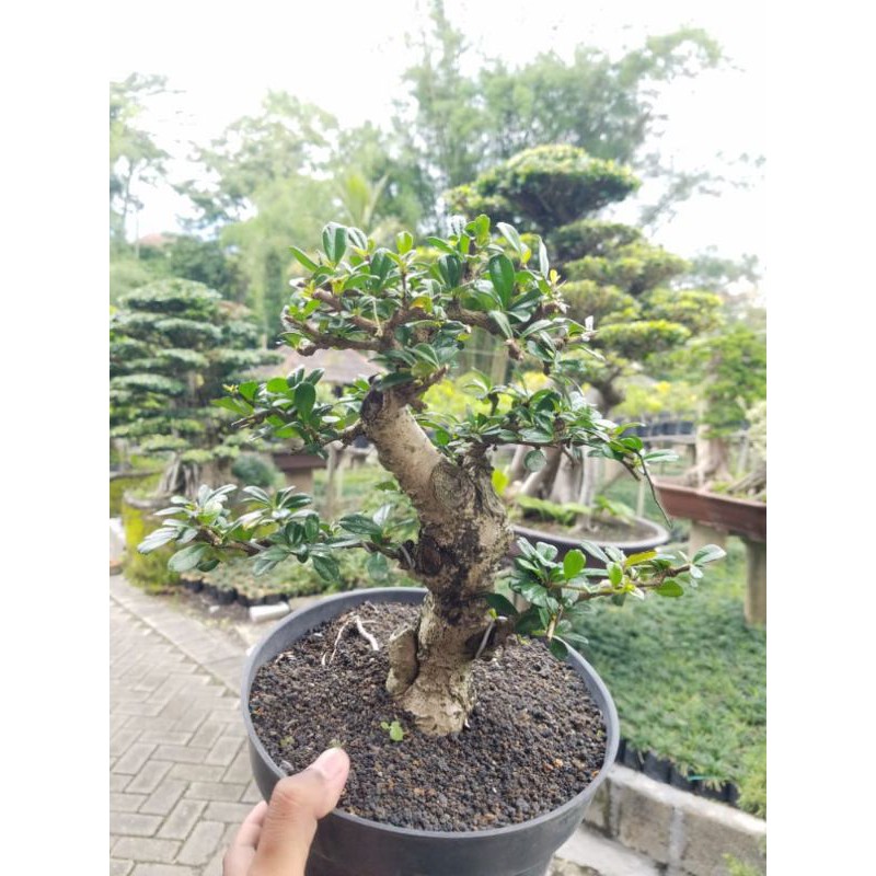 Tanaman hias bonsai hokiantea lokal
