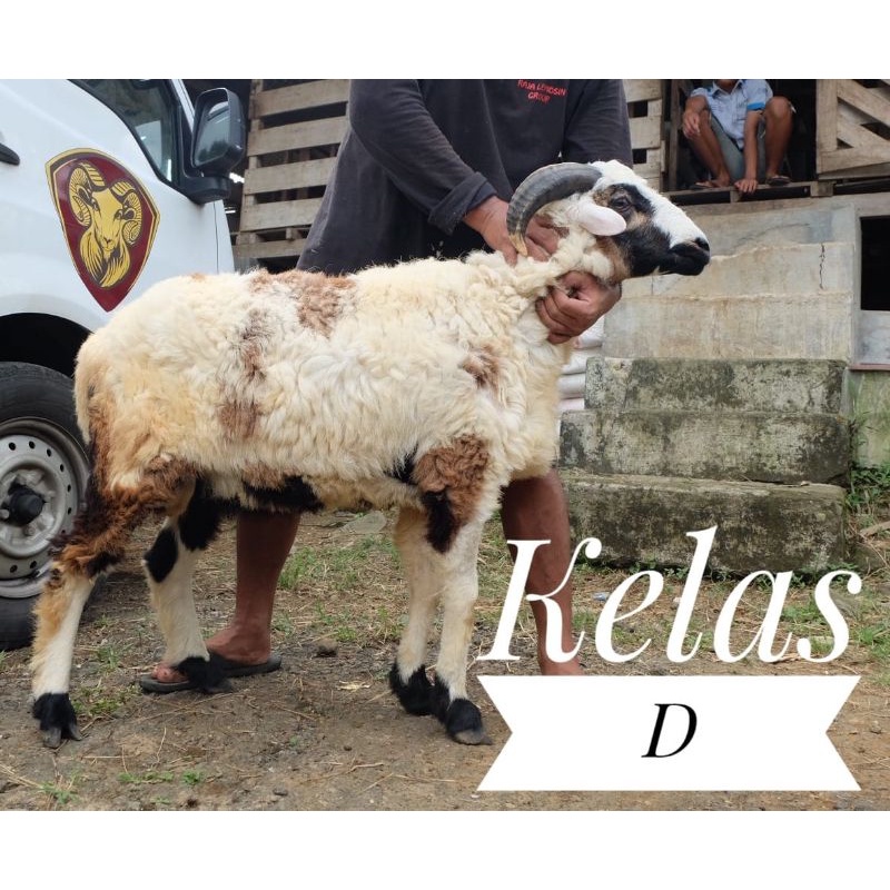 Hewan Qurban Hidup Domba Kambing dan Sapi Termurah Sejabodetabek