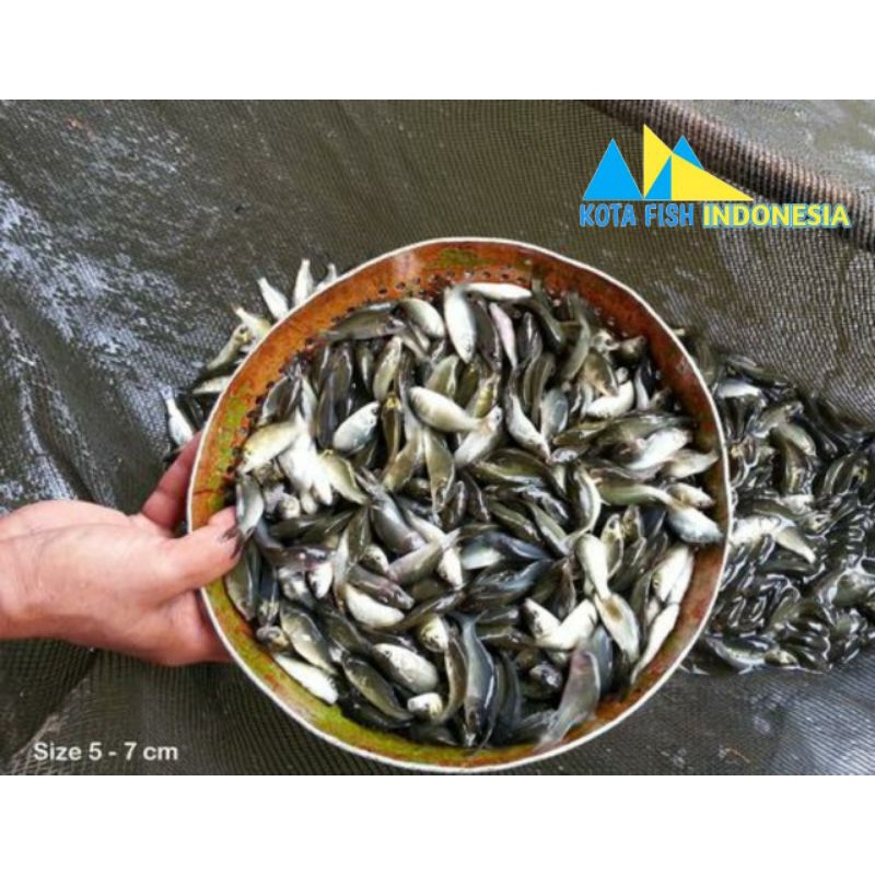 bibit ikan mas hitam perliter