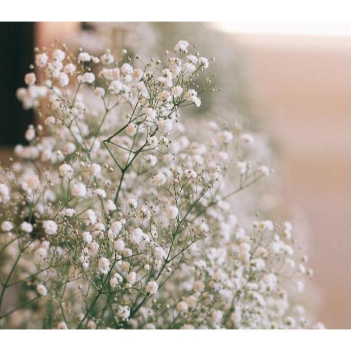 Fresh baby breath / fresh gypsophila