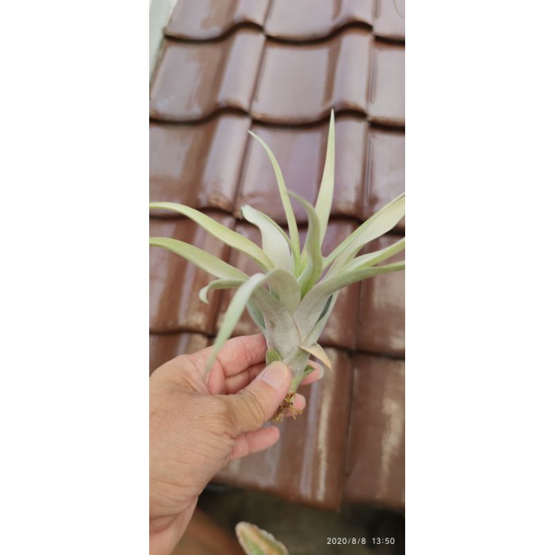 Tillandsia Capitata Yellow