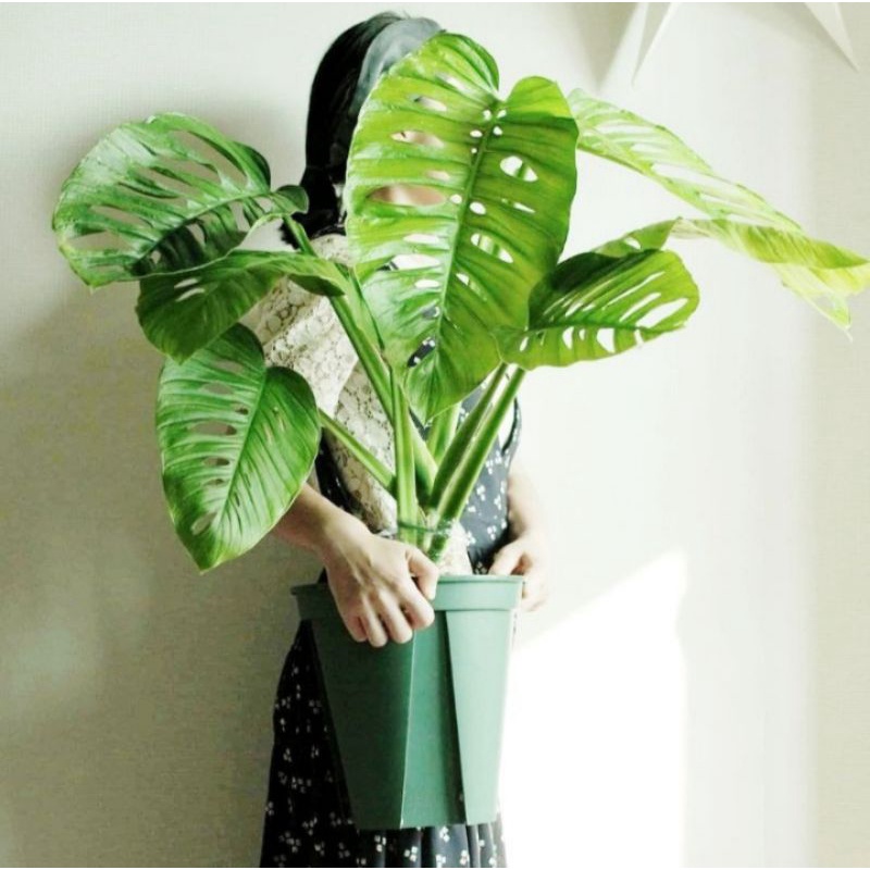 Monstera acuminata daun besar
