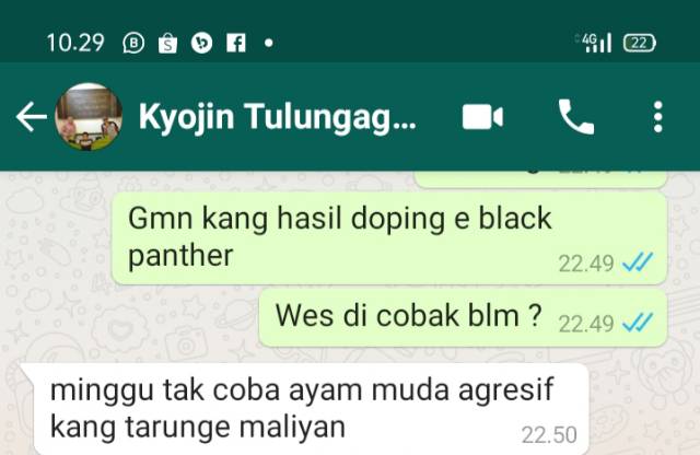 Doping Ayam Petarung Black Panther