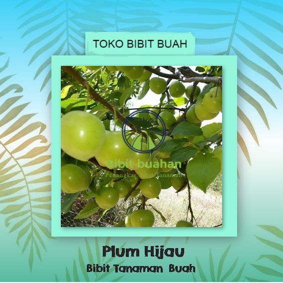 Bibit Tanaman Plum Hijau