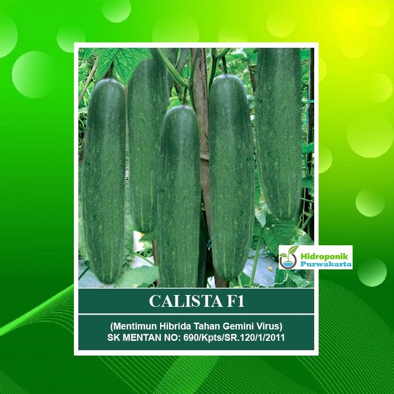 Benih Mentimun Ketimun Calista F1 Cap Mutiara Bumi Buah Hijau Tua Isi 25 Gram