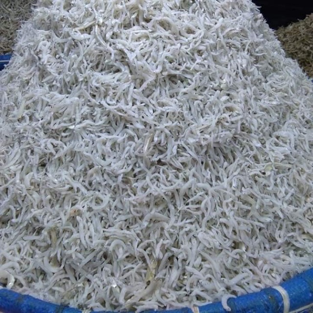 

Teri Toge Sedang