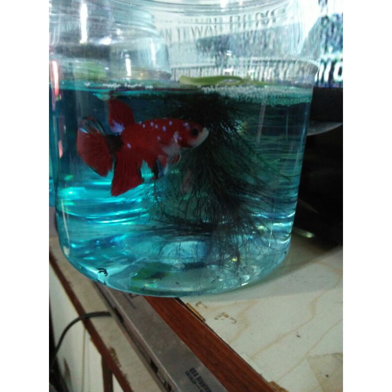 

ikan cupang red koi multi galaxi