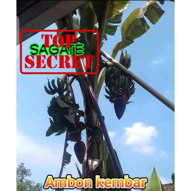 

bibit dongkelan ambon kembar #pisang #ambon #kembar #pisanganbonkembar