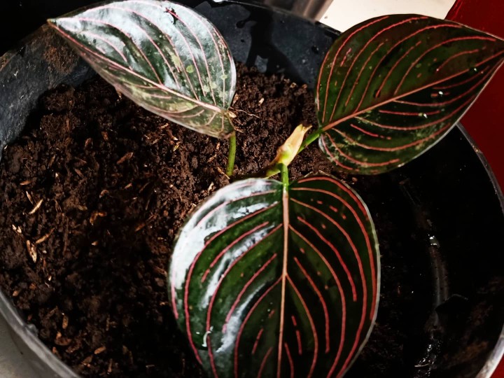 Aglonema Rotundum Aceh Yang Daun 3