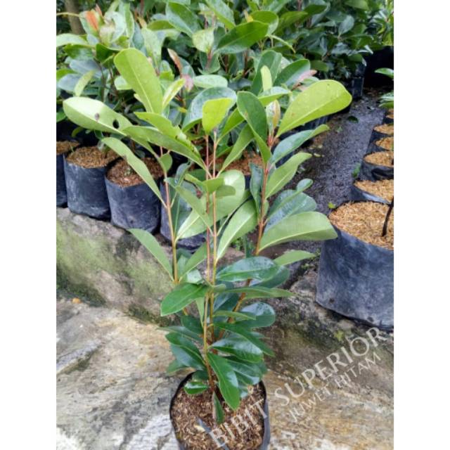 Bibit buah juwet hitam atau jamblang hitam