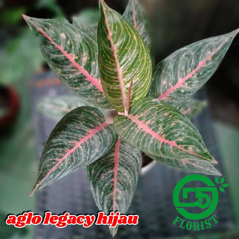 Aglonema murah Tanaman hias aglonema Tanaman aglonema Aglonema paket Tanaman aglonema murah Aglonema