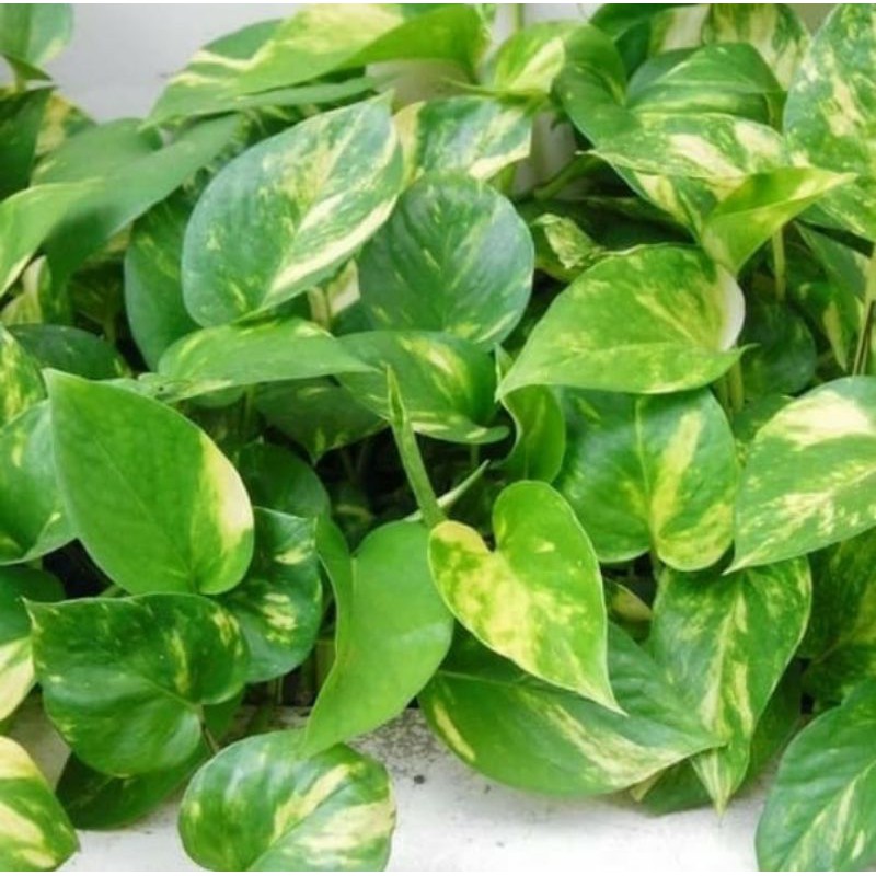 tanaman hias,sirih gading,sirih gading