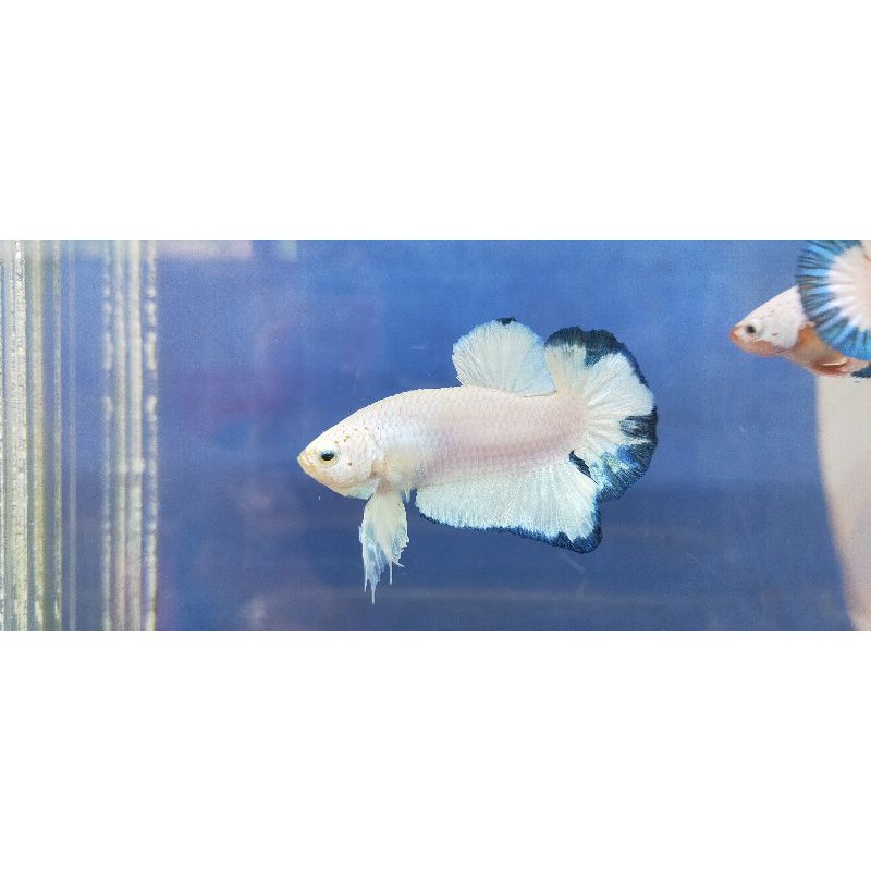 Ikan cupang plakat blue rim 1pair/pasang